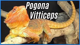 The Natural History amp Taxonomy of The Bearded Dragon  Species Spotlights 3 Pogona vitticeps [upl. by Ede]