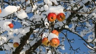 Schnee im Sommer 2010 [upl. by Bogey386]