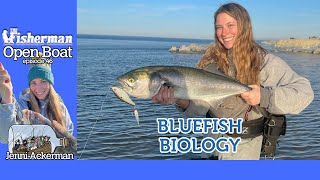 Open Boat Bluefish Biology ep 46 [upl. by Torhert]