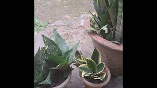 Forest garden 3 Snake Plants 🪴 [upl. by Anahcar]