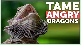 How I Tame Angry amp Scared Bearded Dragons [upl. by Dadivitan999]