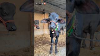 Murrah calf🤙🐃  murrahcalf villagelife 5starmurrah dailyvlog shortsf kumawatpushkar007 [upl. by Harlamert]