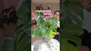 Chopped and propped monstera now what do I do monsteraplant plantcaretips monsteraalbo [upl. by Elery]