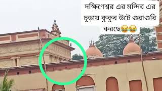 দক্ষিণেশ্বরমন্দিরএরচূড়ায়কুকুরউটেগুড়াগুরিকরছে vairalfannyvideo dogfannyvideo [upl. by Nosliw]