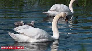 SWAN FAMILY WITH TWO CYGNETS PITFOUR LAKE [upl. by Davena]