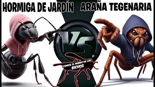 HORMIGA DE JARDÍN VS ARAÑA TEGENARIA [upl. by Fleta]