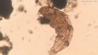 Tardigrade EATS a Cell in Cell Division Under the Microscope [upl. by Marmion]