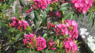 Kalmia latifolia Sarah  Breitblättrige Lorbeerrose Sarah [upl. by Liggitt193]