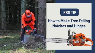 How To Make Tree Felling Notches And Hinges With A Chainsaw  Husqvarna [upl. by Glynda]