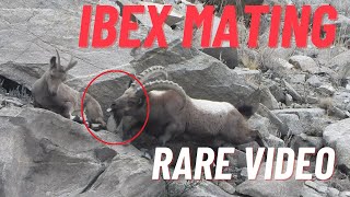 Mating Season  Himalyain Ibex Meating  Rar video of Ibex Mating  Official Video  PamirTelevision [upl. by Dee Dee]