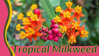 The Unexpected Truth Behind Tropical Milkweed Asclepias curassavica [upl. by Prager]