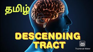 Descending tract Pyramidal corticospinal tracts neuroanatomy [upl. by Youngman]