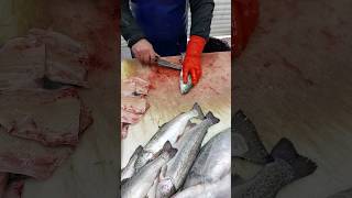 Quick and easy filleting of trout into 4 pieces [upl. by Oranneg]