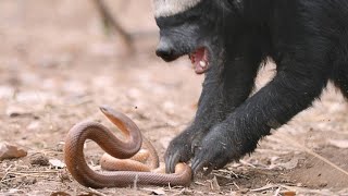 A Honey Badger and Mole Snake Fight to the Death [upl. by Aracat784]