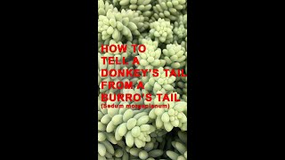 Burros tail versus Donkey’s tail How to tell them apart succulent gardening shorts [upl. by Lishe]