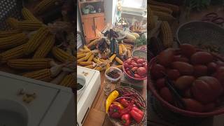 Peak harvest season is here Preserving the garden for winter meals growyourownfood gardenharvest [upl. by Neersan]