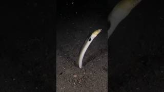 The Highfin Snake Eel A Burrowing Creature animals shorts [upl. by Osner]