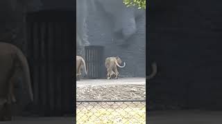 travel adventure lion zoo animals lionking [upl. by Nennarb171]