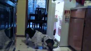 Hungry Basset Hound Raids Fridge [upl. by Netsryk]