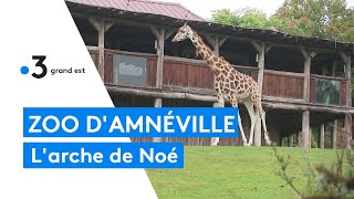 Les coulisses du zoo dAmnéville  la protection des animaux [upl. by Jesse]