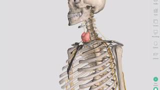 The Thyroid Gland  Complete Anatomy [upl. by Martinelli]