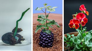 Plants Growing Time Lapse Compilation 484 Days [upl. by Nryhtak26]