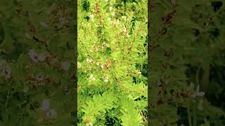 Honey Bees on the Lespedeza Tiny Flowers for HUNGRY Bees [upl. by Corbin]