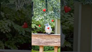 Blue Jay Molting Taking Treat bluejay feedingbird backyardbirdwatchers birdinglife birders [upl. by Sidky504]