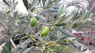 Olive Tree and olives  Olea europaea  Maslin si Masline HD 01 [upl. by Notlehs]