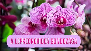 A lepkeorchidea gondozása [upl. by Seaden]