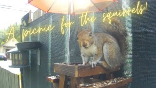 Amazon review squirrel picnic table [upl. by Krissie]