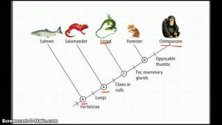 Cladograms  Betterlesson [upl. by Nairde]