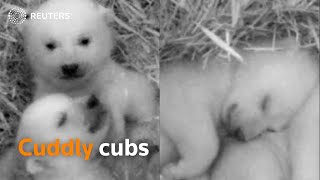 Polar bear twin cubs get active in German zoo [upl. by Volotta]