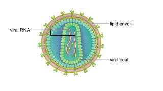 HIV replication Replication cycle of HIV [upl. by Fraser]