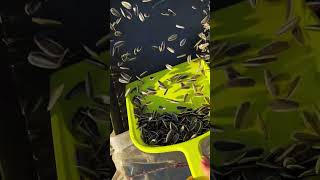 WELCOME Melon Seeds  Hello here is my channel​ Melon Seeds [upl. by Triley]