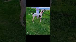 Bully fighter dog youtubeshorts facebookreels [upl. by Hallie]