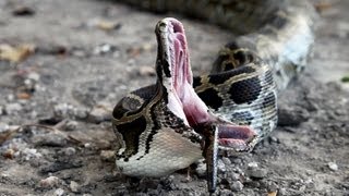 Python vs Python 02  Python eats Python  Time Lapse [upl. by Mccord]