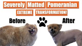 Matted Pomeranian Gets Shaved  Pet Grooming Transformation [upl. by Eben]