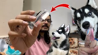 My Dog Tried Toothpaste Went Wrong 🚨 Husky vs Rottweiler  Oral Care Tips  Review reloaded [upl. by Aysa]