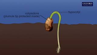 Animation 141 Seed germination [upl. by Yeltrab]