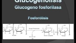 Metabolismo del glucógeno [upl. by Ulphia]