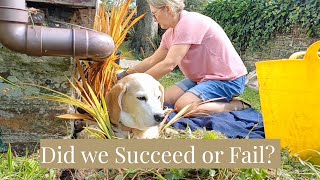 Planting crocosmia amp veggie update making flapjack trip to Bude gardening plants vlog [upl. by Sirdna]