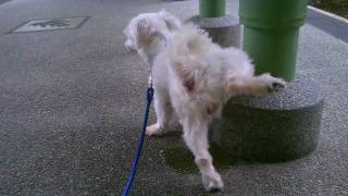 My maltese dog doing the longest pee  over 1 minute [upl. by Llevart]