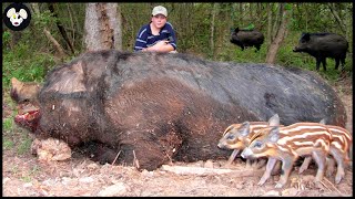 How Farmers Deal With Giant Wild Boars Attacking Farms And Crops [upl. by Geraldine]