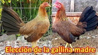 Importancia de la gallina madre [upl. by Opalina726]