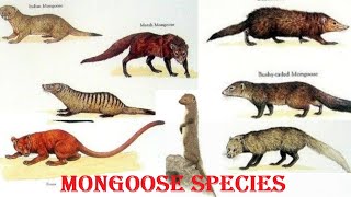 Mongoose Species  All Mongoose Species Of The World [upl. by Natanoj293]