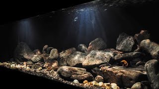 BADC2018  Lake Tanganyika Biotope Cape Chaitika Zambia 400 L [upl. by Nylrahs]