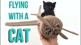 How to Fly With Your Cat [upl. by Lime]