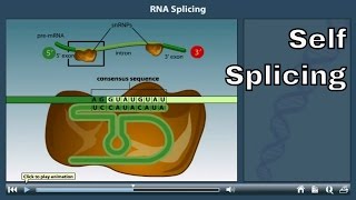 RNA Splicing Animation  self splicing [upl. by Irik]