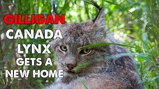 Daily Big Cat  Gilligan Lynx Gets a New Home [upl. by Ytirehc]